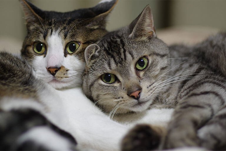 猫の多頭飼いに失敗しないための注意点!先住猫との対面、トイレ・ケージはどうする?